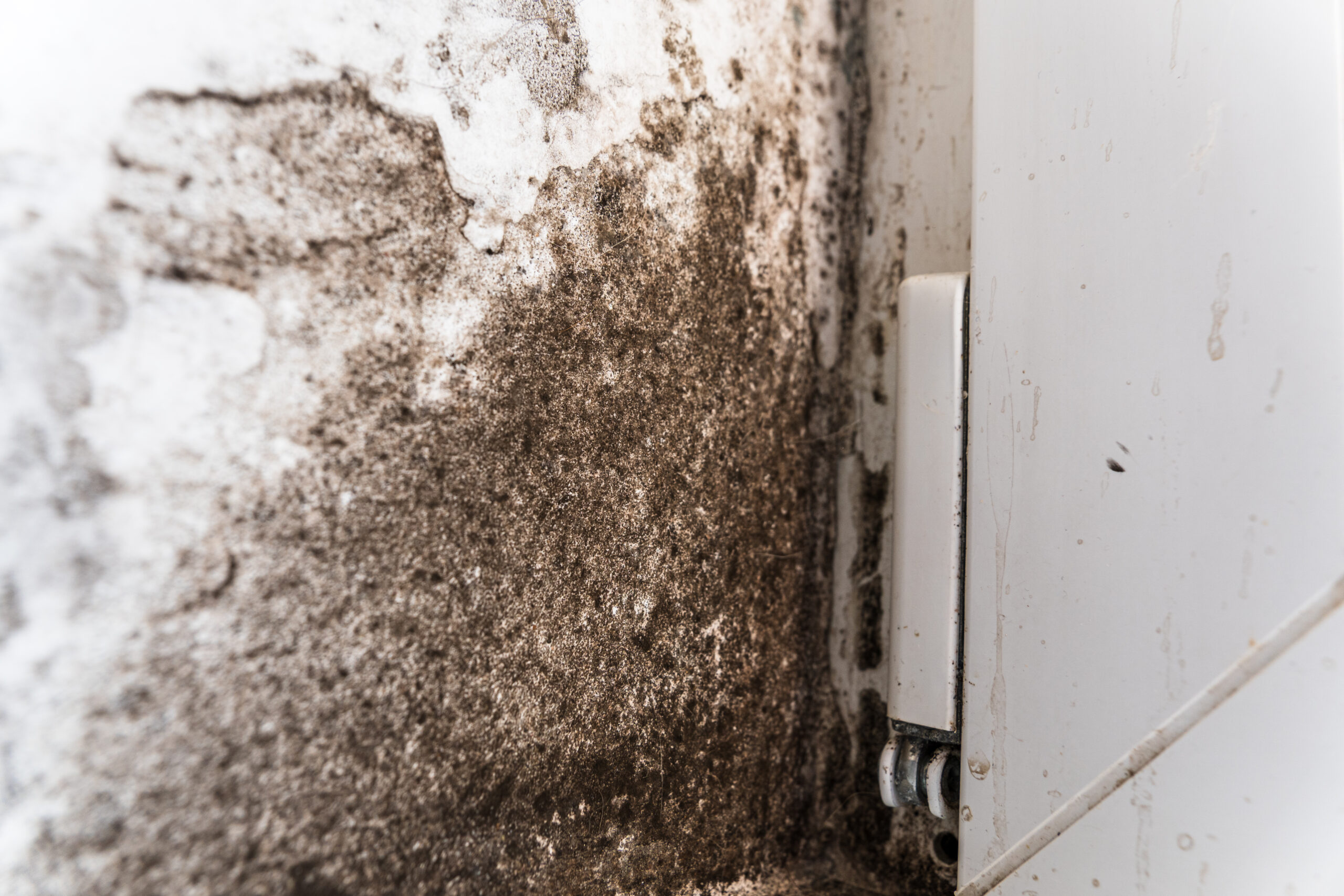 Black Mould Removal Auckland