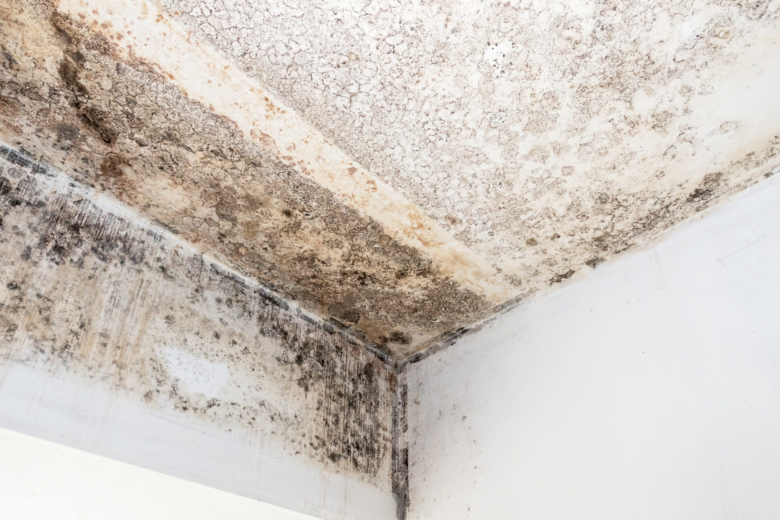 Mould Removal Auckland